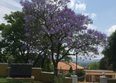 spring in South Africa